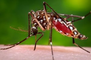 dengue-chikungunya-zika