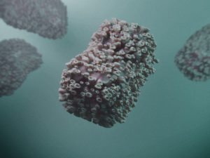 variola-macacos-monkeypox